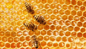 Bees Earth Week